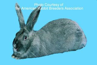 American Rabbits